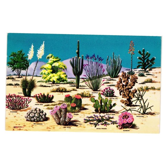 Vintage Postcard Cacti and Desert Flora Of The Great Southwest Painting Cactus - Picture 1 of 2